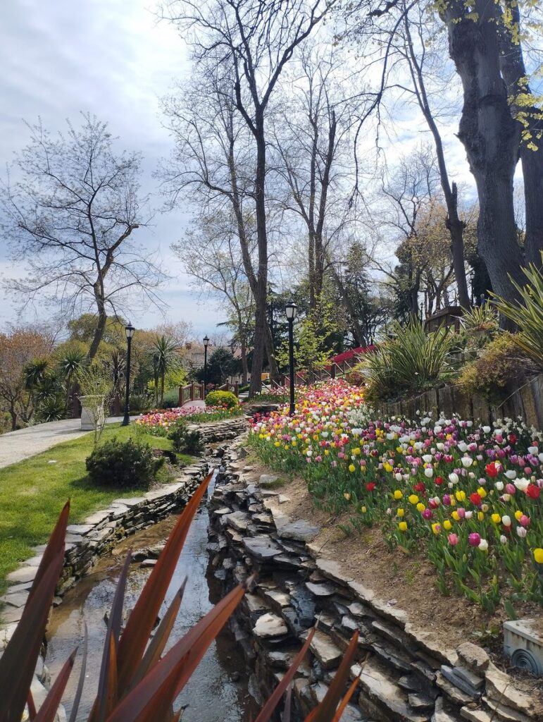 Tulips in flower along a path in Emirgan Park, Istanbul, during the April tulip festival