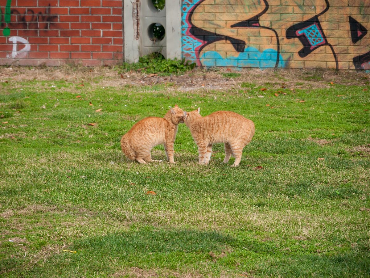 Two ginger street cats touching noses on a patch of grass beside a graffiti-covered wall in Kadikoy